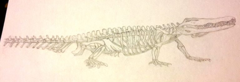 Croquis de squelette de crocodile