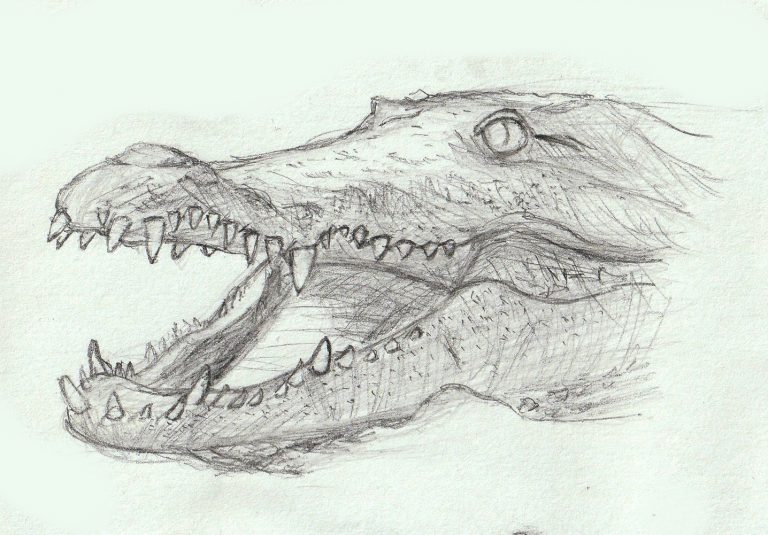 Croquis tête de crocodile